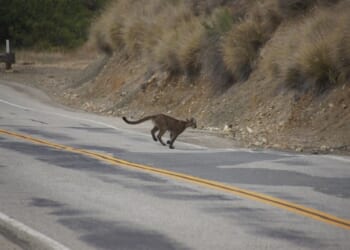 A $114 Million Wildlife 'Bridge to Nowhere'? Only in Gavin Newsom's California. – PJ Media