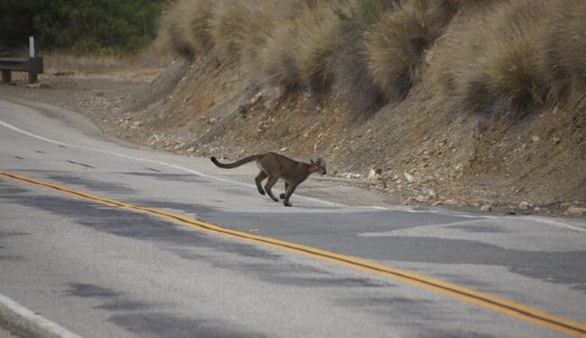 A $114 Million Wildlife 'Bridge to Nowhere'? Only in Gavin Newsom's California. – PJ Media