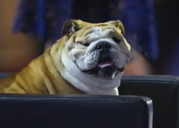 A Dog Ban Debate Exposes Britain’s Cultural Tensions – PJ Media