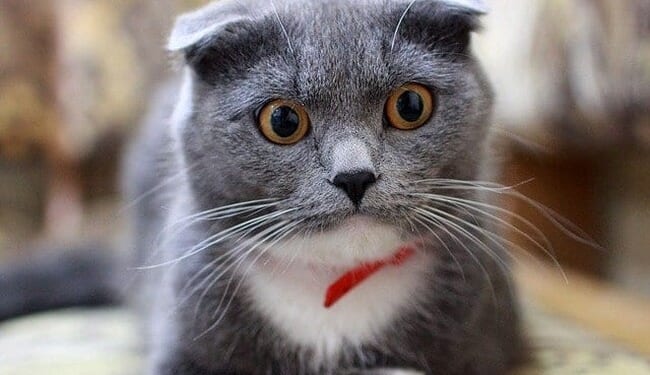 Iran and the Sick Cat – PJ Media