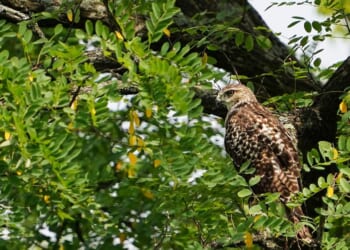 Ohio Considers Renaming Wildlife Preserve 'Trump Wildlife Preserve'