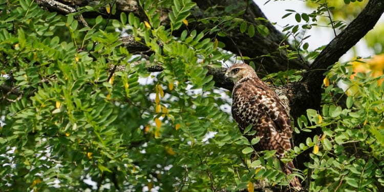 Ohio Considers Renaming Wildlife Preserve 'Trump Wildlife Preserve'