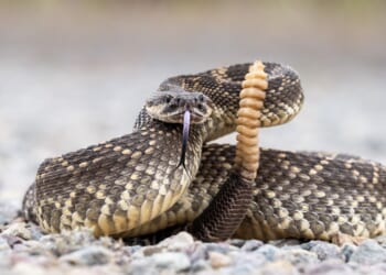 A rattlesnake coiled and ready to strike.