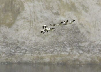 Reality Check on Cornyn, Crockett, and Crenshaw – PJ Media