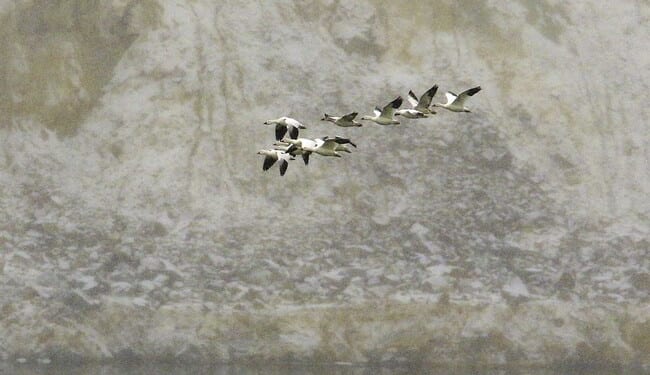 Reality Check on Cornyn, Crockett, and Crenshaw – PJ Media