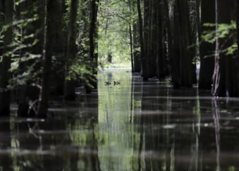 Trump Forces the Deep-State Bog Frogs to the Surface of the Swamp – PJ Media