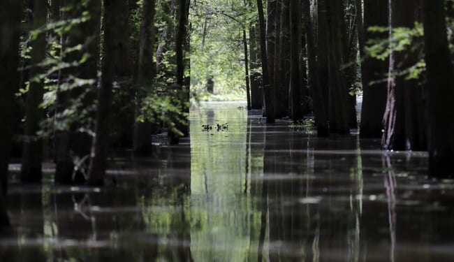 Trump Forces the Deep-State Bog Frogs to the Surface of the Swamp – PJ Media