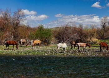 Why Is a Democratic Governor Undermining a Conservative Conservation Success Story? – PJ Media