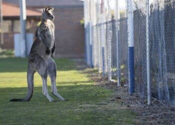 You Can Still Hum 'Leavin' on a Jet Plane' From Anywhere...But Australia – HotAir