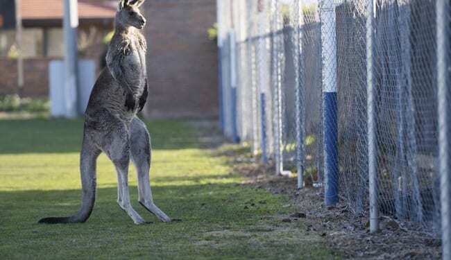 You Can Still Hum 'Leavin' on a Jet Plane' From Anywhere...But Australia – HotAir