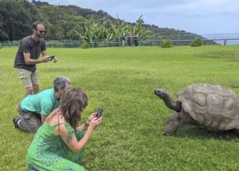 Jonathan, the 193-year-old Seychelles giant tortoise, is alive and kicking, contrary to rumors