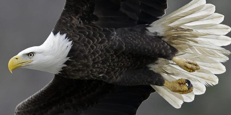 Bald eagle named Mr. President and mate waiting for egg to hatch at the National Arboretum