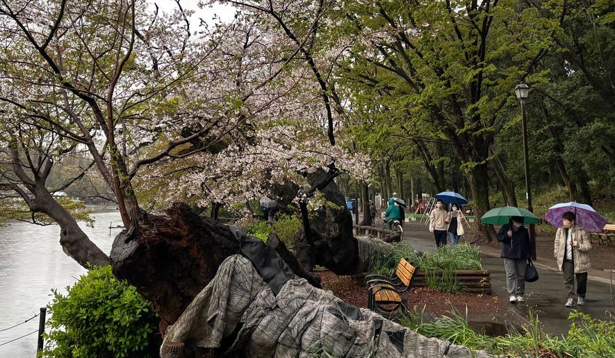 A fallen cherry trees is seen at the Inokashira Park, one of Tokyo’s most popular viewing spots, Saturday, April 4, 2026. (AP Photo/Mari Yamaguchi)