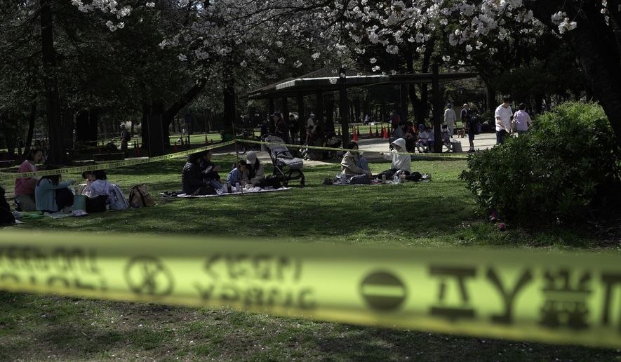 People sit down for a picnic outside a cordoned-off area set up to inspect the health of cherry blossom trees at Kinuta Park in Tokyo, Friday, April 3, 2026. (AP Photo/Mayuko Ono)