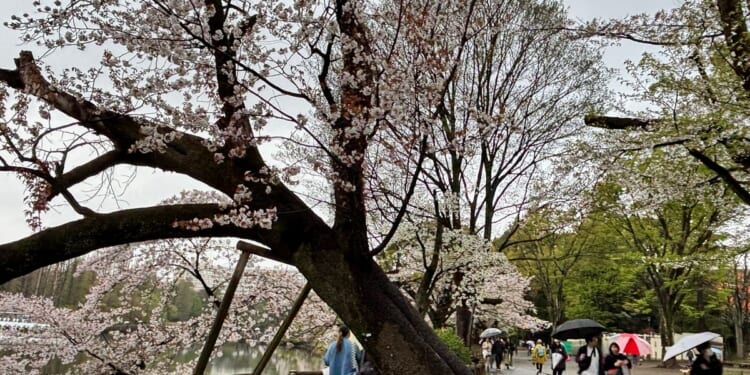 Collapse of Tokyo’s aging cherry blossom trees during viewing season raises safety concerns