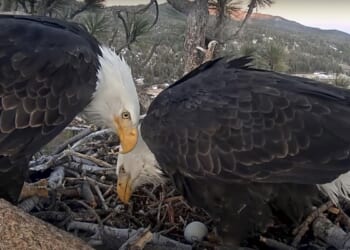Famous bald eagle couple welcome two hatchlings in California’s San Bernardino National Forest