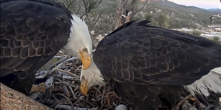 Famous bald eagle couple welcome two hatchlings in California’s San Bernardino National Forest