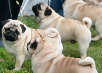 Judge tosses PETA’s lawsuit against the American Kennel Club over dog breed health