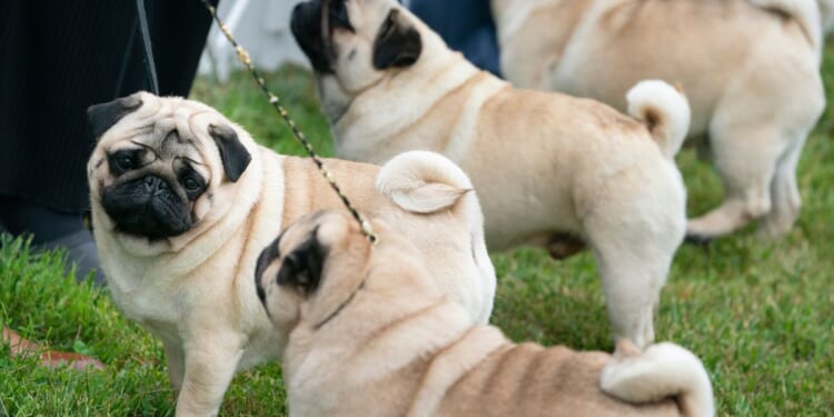 Judge tosses PETA’s lawsuit against the American Kennel Club over dog breed health