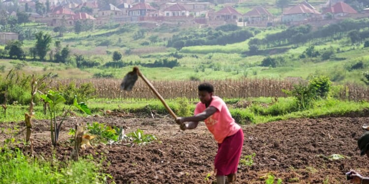 Rwanda tries to protect farmland in Africa’s most densely populated nation