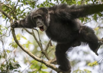 Once friends, chimpanzees now attacking each other; researchers trying to figure out why