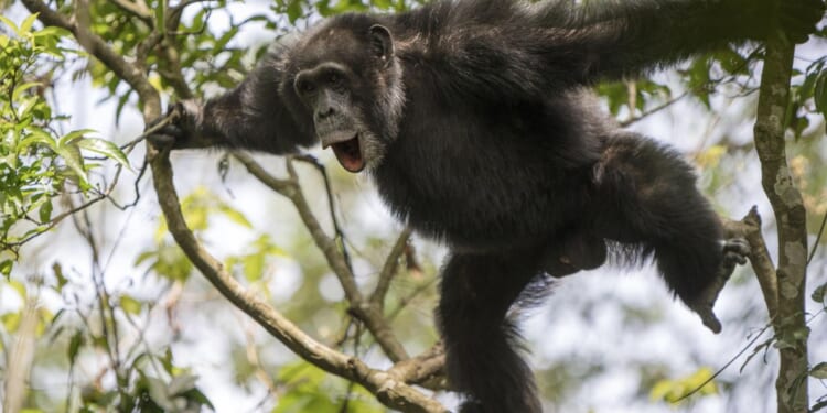 Once friends, chimpanzees now attacking each other; researchers trying to figure out why