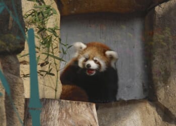 Surprised red panda scratches zookeeper at Cincinnati zoo