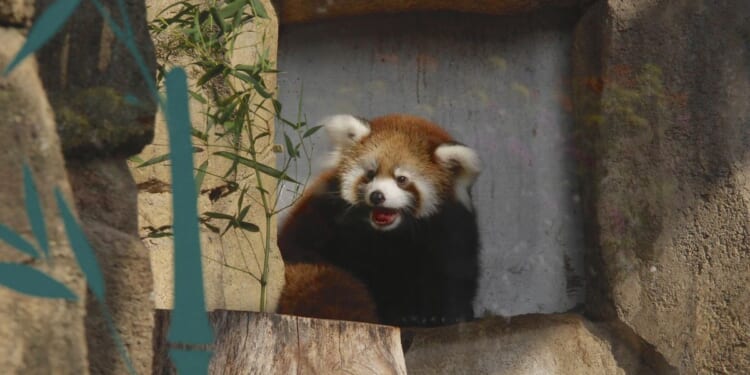 Surprised red panda scratches zookeeper at Cincinnati zoo