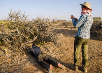 The myrrh tree that’s key to luxury perfumes and African incomes is threatened by drought