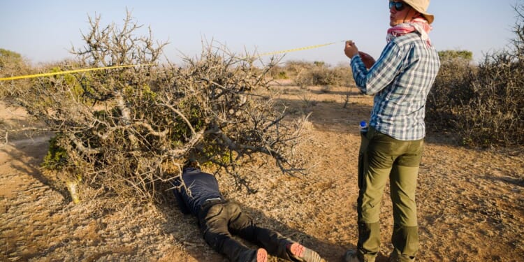 The myrrh tree that’s key to luxury perfumes and African incomes is threatened by drought