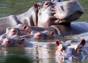 Colombia approves plan to cull roaming hippos linked to Pablo Escobar