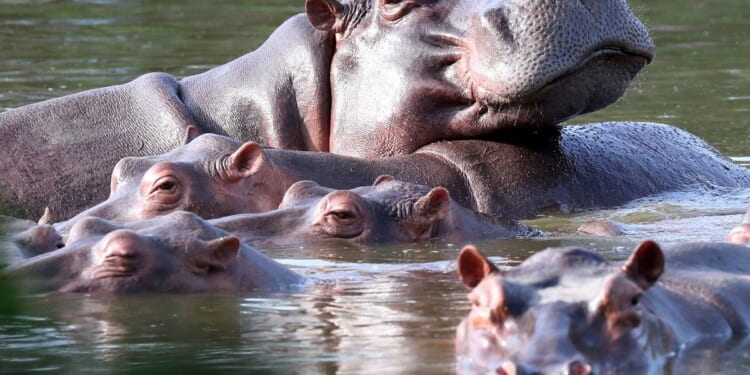 Colombia approves plan to cull roaming hippos linked to Pablo Escobar