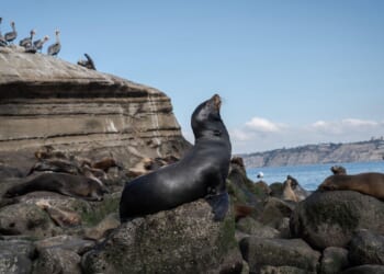 Sea lion pup wanders onto San Francisco street