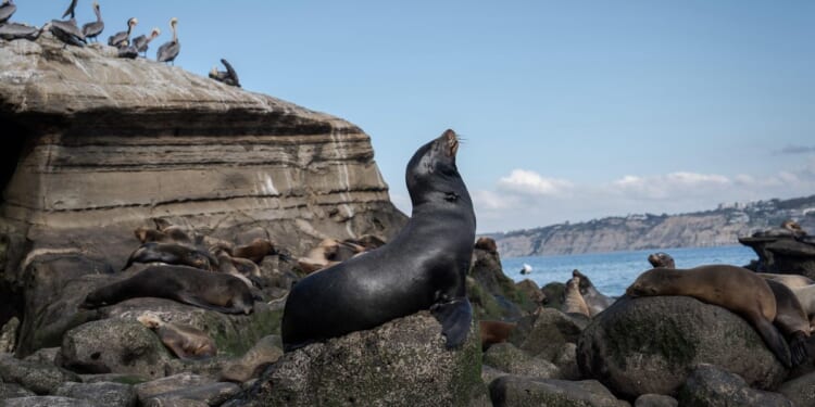 Sea lion pup wanders onto San Francisco street