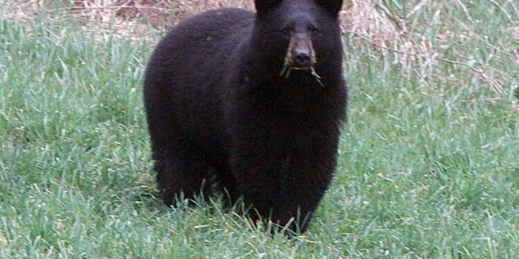 Three Calif. residents convicted for staging fake bear attacks on cars for insurance payouts