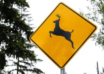 Annapolis man arrested after probe in illegal deer hunting uncovers suspected explosives in home