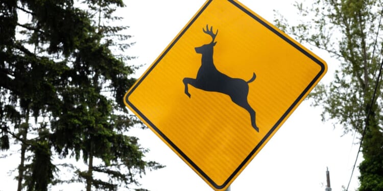 Annapolis man arrested after probe in illegal deer hunting uncovers suspected explosives in home