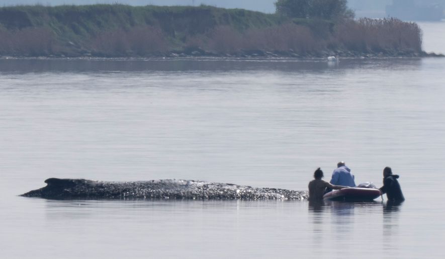 Helpers approach a humpback whale that is stuck off near the island of Poel, Weitendorf-Hof, Germany, Thursday, April 16, 2026. (Philip Dulian/dpa via AP)