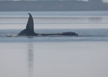 Sick, stranded, livestreamed in the Baltic Sea; what to know about Timmy the humpback whale