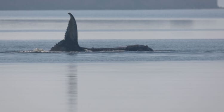 Sick, stranded, livestreamed in the Baltic Sea; what to know about Timmy the humpback whale