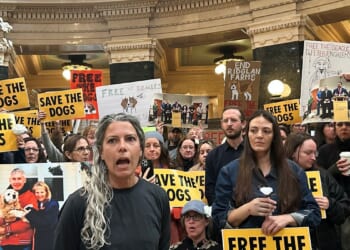 Animal welfare protesters converge on Wisconsin governor’s office seeking release of beagles