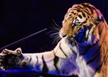 Circus tiger jumps into crowd in Russia after metal netting failure; no one injured