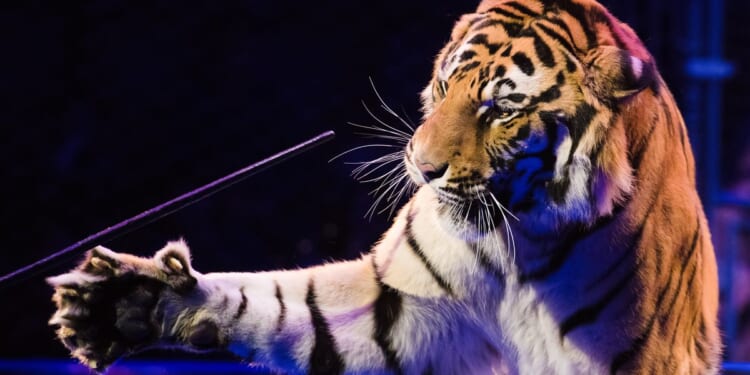 Circus tiger jumps into crowd in Russia after metal netting failure; no one injured