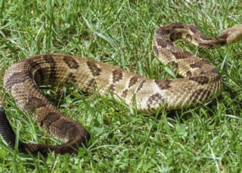 Woman, 78, becomes California’s third snakebite fatality this year