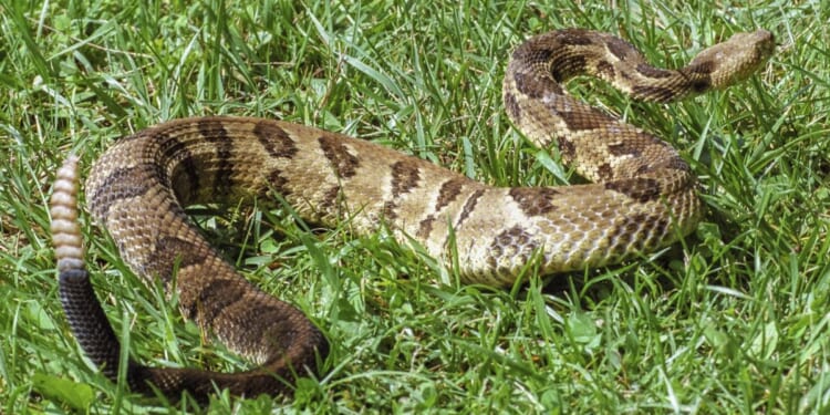 Woman, 78, becomes California’s third snakebite fatality this year
