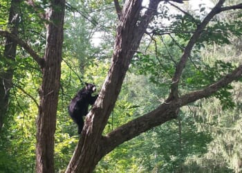 Bear incidents close trail at Great Smoky Mountains National Park