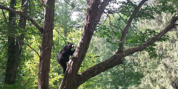 Bear incidents close trail at Great Smoky Mountains National Park