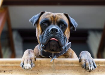 California Files Charges After Woman Registers Dog to Vote