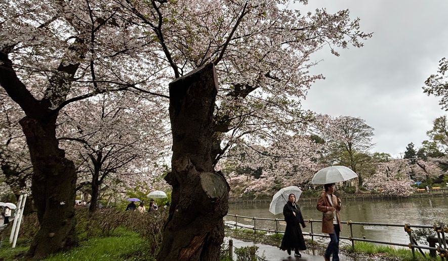 People walk past an aging cherry blossom tree at the Inokashira Park, one of Tokyo’s most popular viewing spots, Saturday, April 4, 2026. (AP Photo/Mari Yamaguchi)