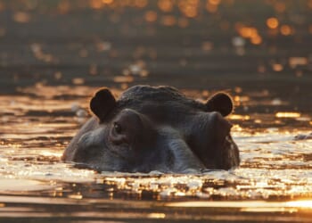 A hippo's head rises up above the waterline in the Kafue River.